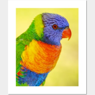 Rainbow Lorikeet Posters and Art